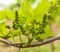 Grapes in the vineyard in springtime