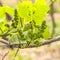 Grapes in the vineyard in springtime