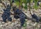 Grapes vinyard Chateau Leoville Poyferre