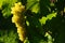 Grapes of White Wine in a Wineyards in autumn in Tuscany, Chianti, Italy