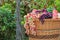 Grapes in a wicker basket on green grass. Harvesting grapes