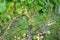 Grapes from the wine-growing region on the Danube photographed in detail