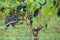 Grapes from the wine-growing region on the Danube photographed in detail