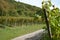 Grapes from the wine-growing region on the Danube photographed in detail