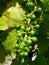 Grapes in a wineyard in New Zealand