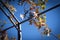 Grapes in yard in Lesnovo Monastery of St. Archangel Michael and St. Hermit Gabriel of Lesnovo,