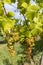 Grapes yellow muscat in Tokaj region, Unesco site, Hungary