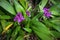 Grapette Ground Orchid, Spathoglottis unguiculata