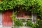 Grapevien on wooden facade