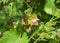 The grapevine is affected with fungal disease, Anthracnose disease and needs treatment