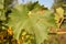 The grapevine is affected with fungal disease, Anthracnose , mildew, pierce disease and needs treatment