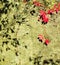 Grapevine on ancient rocks, background