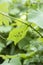 Grapevine with baby grapes. Young green grape branches on the vineyar