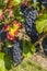 Grapevine with big red grapes and berries and colorful vine leaves in closeup