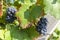 Grapevine with big red grapes and berries and colorful vine leaves in closeup