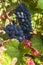 Grapevine with big red grapes and berries and colorful vine leaves in closeup
