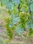 Grapevine, blue due to copper sulphate fungicide aka Bordeaux mixture. Organic, apparently.