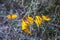 Grapevine branch with autumn yellow leaves on a blurry background