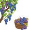 Grapevine branch with green leaves, blue bunch and basket of grapes