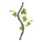 Grapevine branch with green leaves and tendrils isolated on white background. Hand drawn watercolor illustration