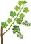 Grapevine branch with green leaves and unripe green bunch