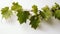 Grapevine Branch with Tendrils on White Background