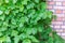 Grapevine branches with green leaves covered the brick wall