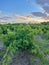 Grapevine bush close up with in vineyard at sunset, mediterranean, vertical