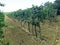 Grapevine, bushes growing on ground in vineyard