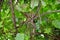 Grapevine with clusters of green unripe berries (Vitis L.)