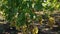 Grapevine with clusters of pink grape on vineyard in sunny day