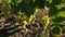 Grapevine with clusters of white grape on vineyard in sunny day