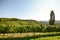 Grapevine and cottonwood tree in a vineyard in late summer, South Styria Austria