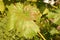 Grapevine diseases. Anthracnose of grapes ElsinoÃ« ampelina is a fungal disease that affects a grape leaves.