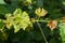 Grapevine diseases. Anthracnose of grapes ElsinoÃ« ampelina is a fungal disease that affects a grape leaves.