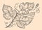 Grapevine engraving vintage style. Twig of a creeping plant with leaves and tendrils. Vine sketch vector illustration