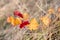 Grapevine in the fall. Autumn vineyard.  Nature blurred background. Shallow depth of field. Copy space. Art photography.