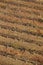 Grapevine field in autumn time. Olite, Navarra. Spain