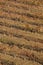 Grapevine field in autumn time. Olite, Navarra. Spain