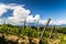 Grapevine field in the italian countryside