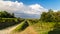 Grapevine field in the italian countryside