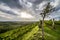 Grapevine field in the italian countryside