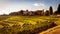 Grapevine field in the italian countryside