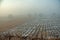 Grapevine field in a winter day 