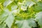 Grapevine flower buds with tendrils and leaves in springtime