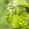 Grapevine flower transformation into a grape berry