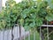 Grapevine with grapes ready for the 2020 harvest