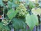 Grapevine with grapes ready fo the harvest