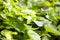Grapevine, green Grape leaves, foliage background