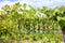 Grapevine with green grapes and vegetable garden on background